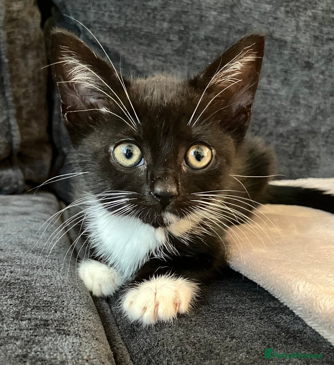 Mixed Breed cats for sale: Kitten for good home with all her belongings  - Image 3