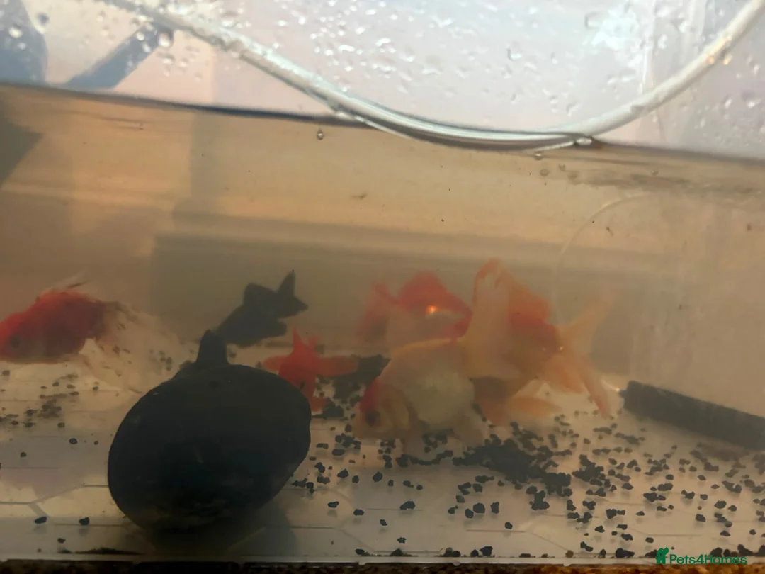 Fancy Goldfish fish for sale: Fancy fish  - Advert 3