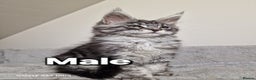 Maine Coon cats for sale: 💥Pure Maine coon😻 - Advert 8