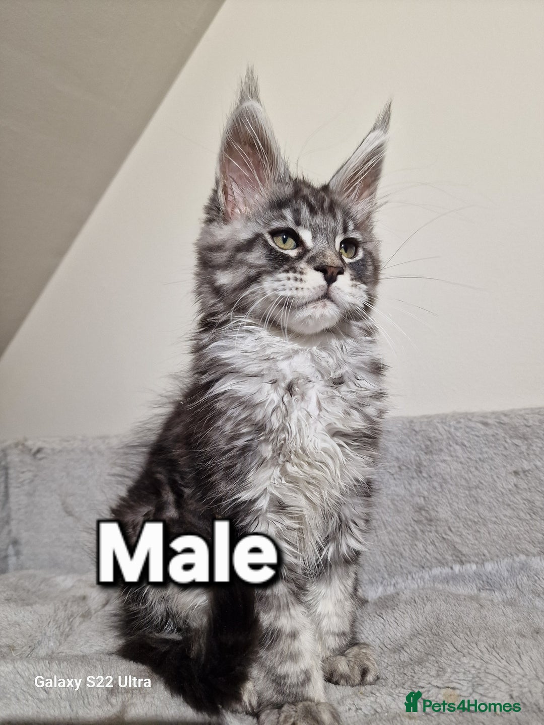 Maine Coon cats for sale: 💥Pure Maine coon😻 - Advert 8