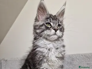 Maine Coon cats 💥Pure Maine coon😻 - Advert 13