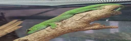 Gecko reptiles for sale: Crested & leopard gecko babies - Advert 20
