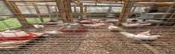 Hens poultry for sale: Warren and Leghorn laying hens - Advert 3