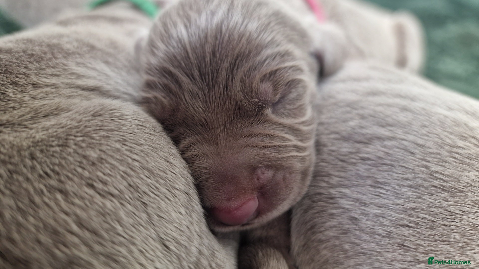 Weimaraner dogs for sale: Weimaraner Puppies Looking for Their Forver Home🐾 in Shrewsbury - Advert 6
