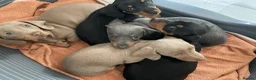 Dachshund dogs for sale: Miniature Dachshund Puppies - Stunning Litter - Advert 1