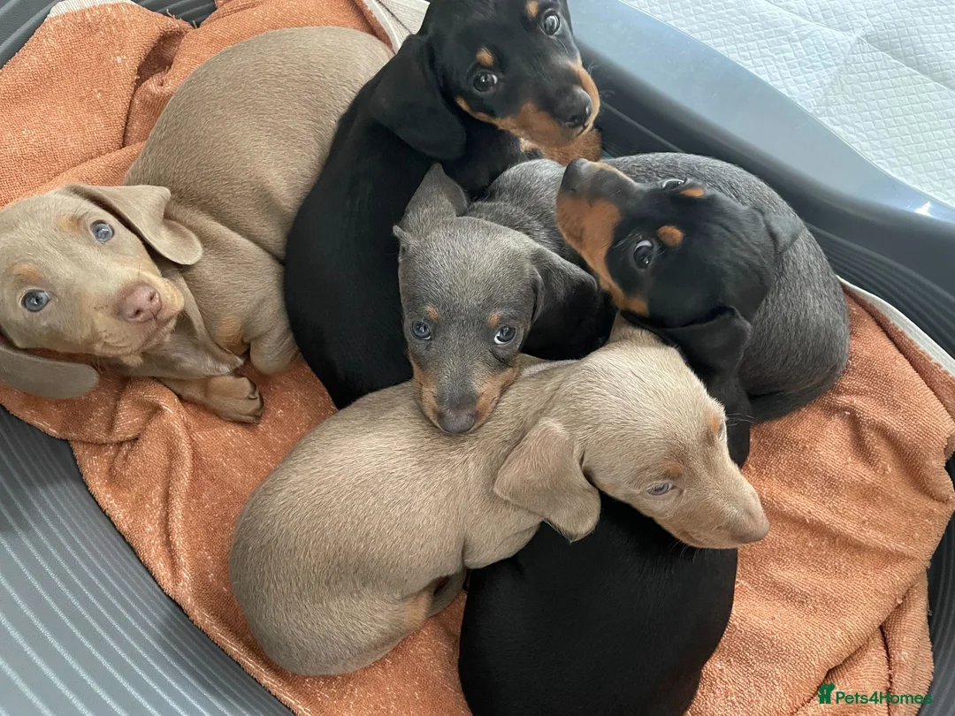 Dachshund dogs for sale: Miniature Dachshund Puppies - Stunning Litter - Advert 1