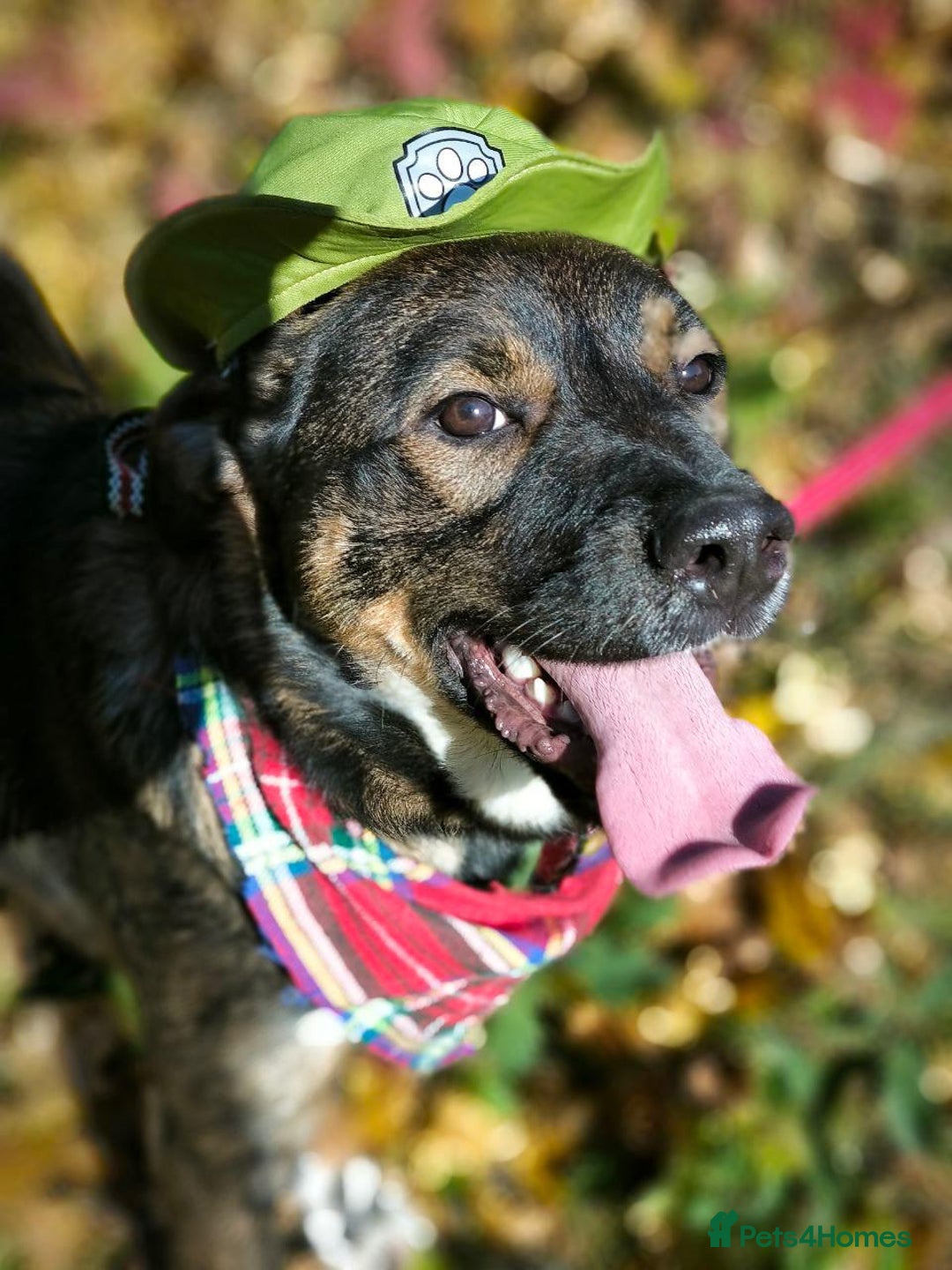 Mixed Breed dogs for adoption: 💙🐶 KOKOS 🐶💙 - Advert 8