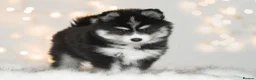 Pomsky dogs for sale: F3 Pomsky puppies from fully health tested parents - Advert 7