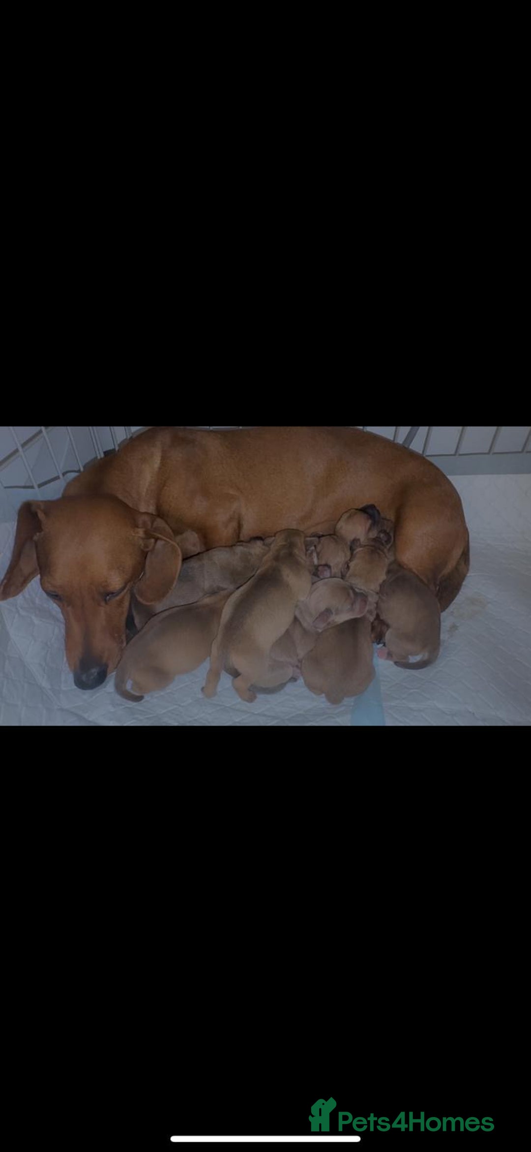 Chiweenie dogs for sale: Beautiful chiweenie puppies  - Advert 6