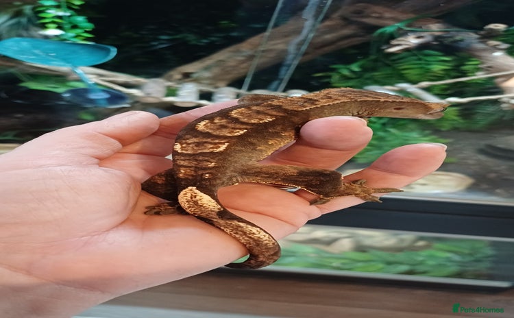Gecko reptiles - Advert 7