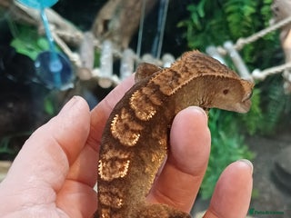 Gecko reptiles - Advert 8