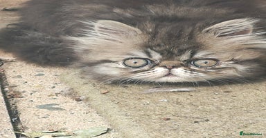 Persian cats - Advert 4