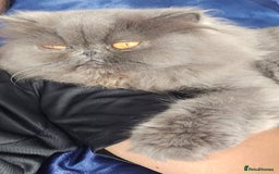 Persian cats for sale: Blue Persian Cat for Loving Home - Image 4