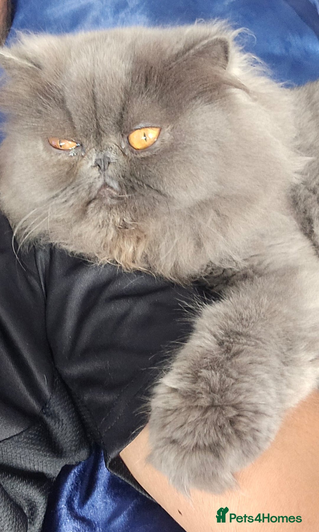 Persian cats for sale: Blue Persian Cat for Loving Home - Image 4
