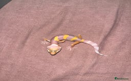 Leopard Gecko reptiles for sale: Tremper albino Tangerine eclipse pos bold stripe  - Image 2