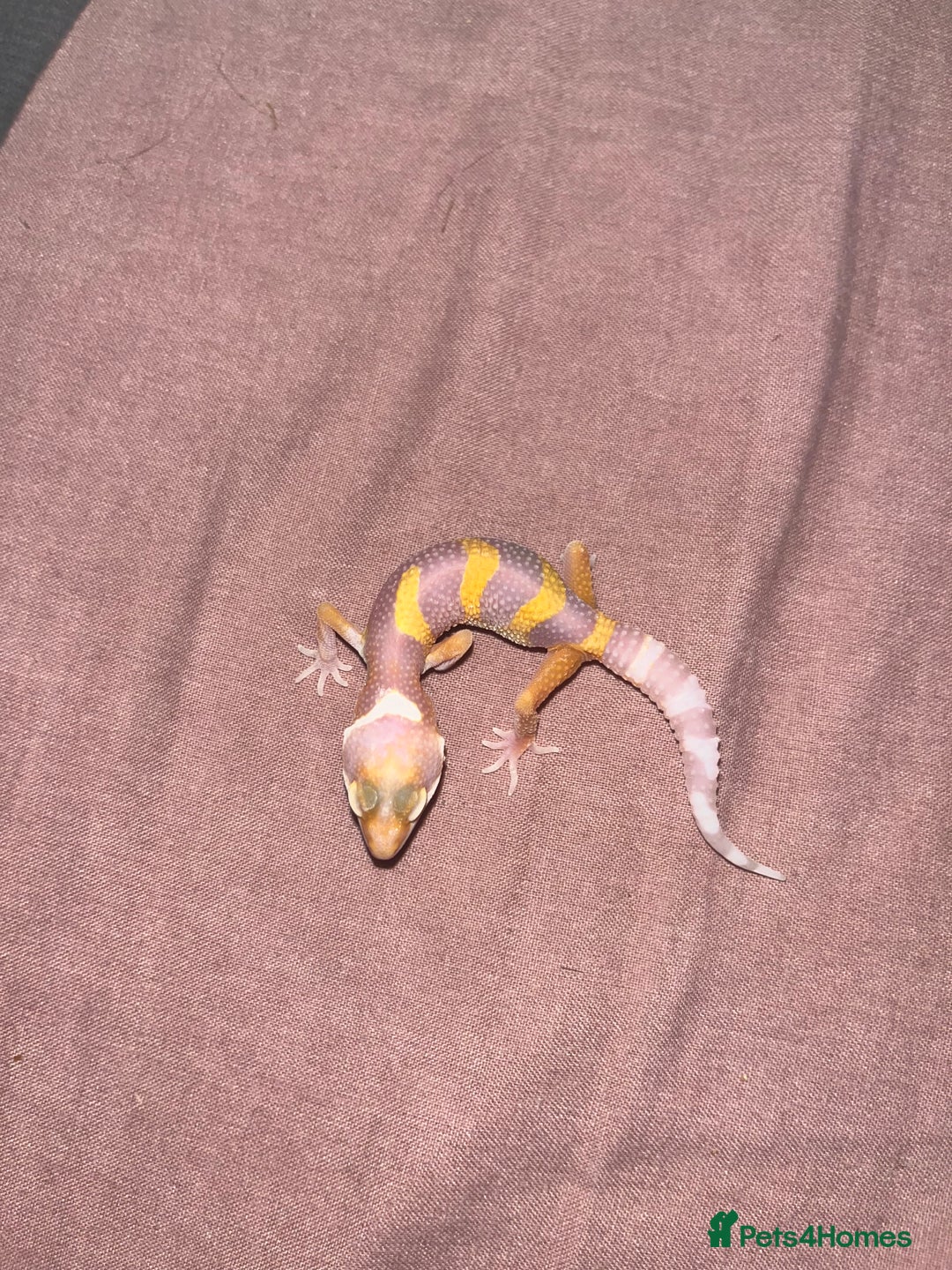 Leopard Gecko reptiles for sale: Tremper albino Tangerine eclipse pos bold stripe  - Image 2