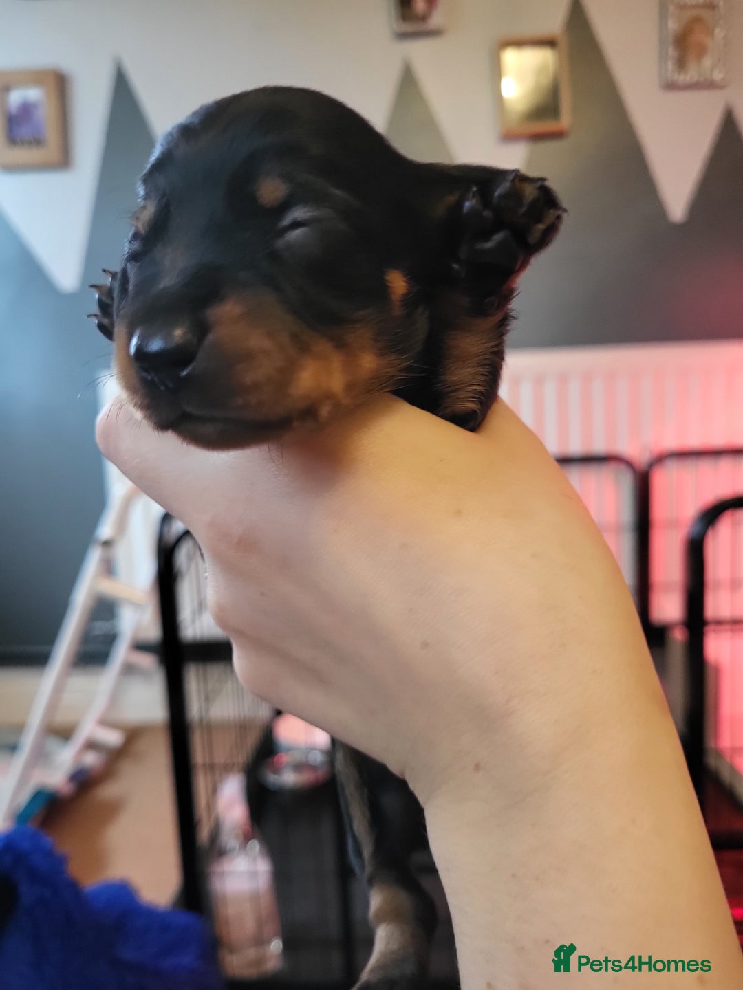 Miniature Dachshund dogs for sale: Miniature dachsund  - Image 14