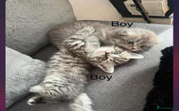 Scottish Fold cats for sale: scottish fold kittens  - Image 31