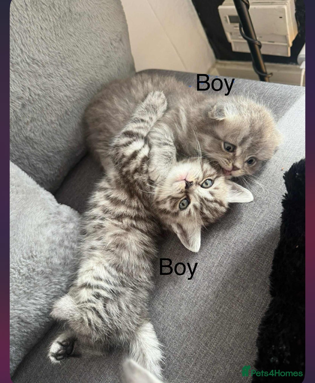 Scottish Fold cats for sale: scottish fold kittens  - Image 31
