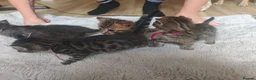 Bengal cats for sale: 1 Female Left!! Ready to leave Bengal Mix Kittens - Advert 8