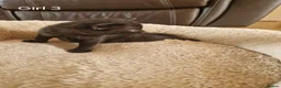 Mixed Breed cats for sale: Beautiful Domestic Shorthair Female Kitten - Advert 14