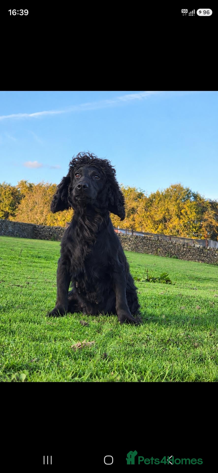 Cocker Spaniel dogs Kc registered cocker spaniels  - Advert 1