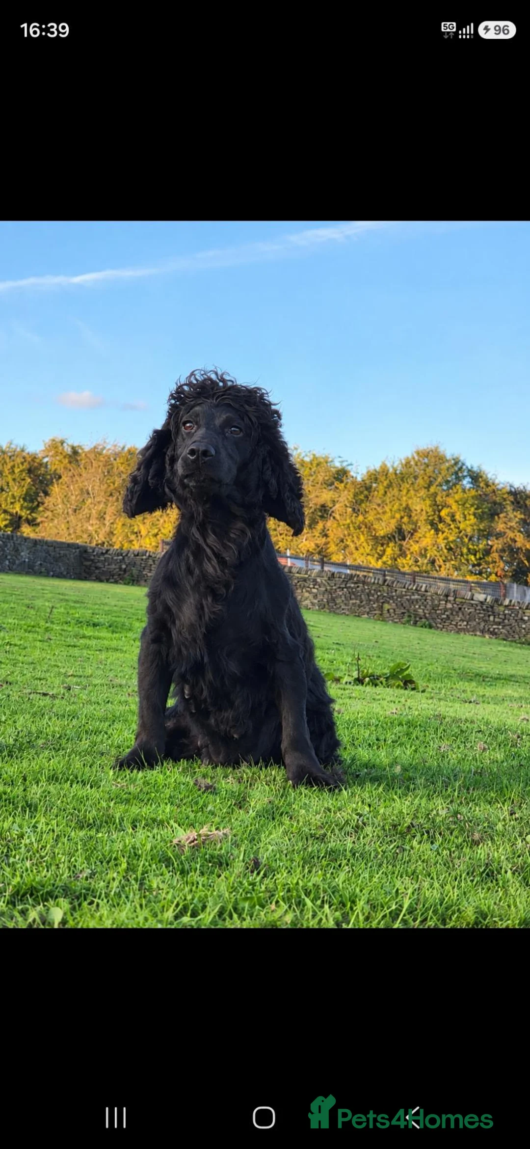 Cocker Spaniel dogs for sale: Kc registered cocker spaniels  - Advert 1