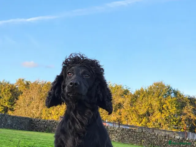 Cocker Spaniel dogs Kc registered cocker spaniel puppys ready to leave - Advert 18