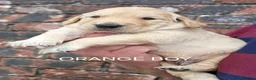Golden Retriever dogs for sale: KC GOLDEN RETRIEVER PUPPIES  - Advert 14