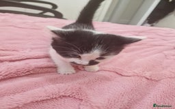 Mixed Breed cats for sale: Black and white cute kittens  - Image 6