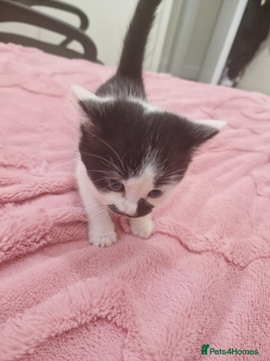 Mixed Breed cats for sale: Black and white cute kittens  - Image 6