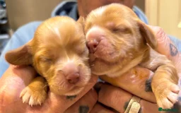 Cocker Spaniel dogs for sale: Show cocker spaniel puppies - Image 9