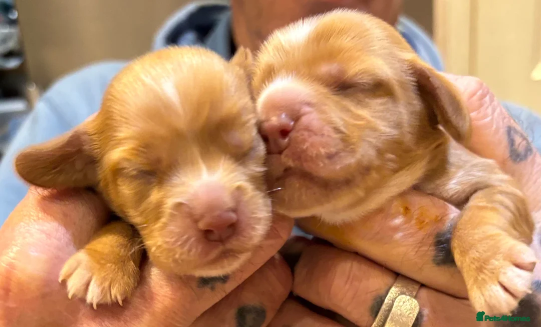 Cocker Spaniel dogs for sale: Show cocker spaniel puppies - Image 9