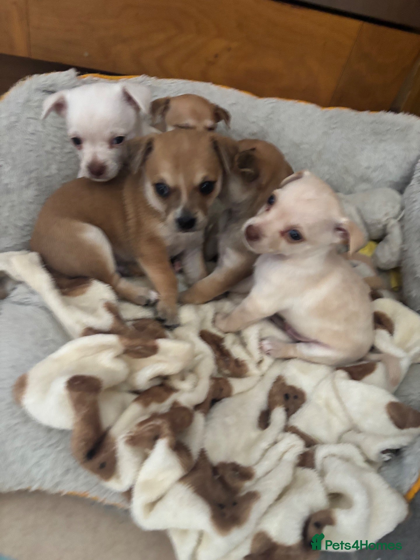 Chihuahua dogs  5 Adorable Chihuahua Puppies 🐾 - Advert 8