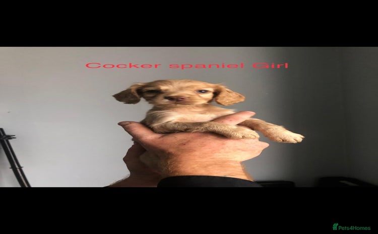 Cockapoo dogs - Advert 15