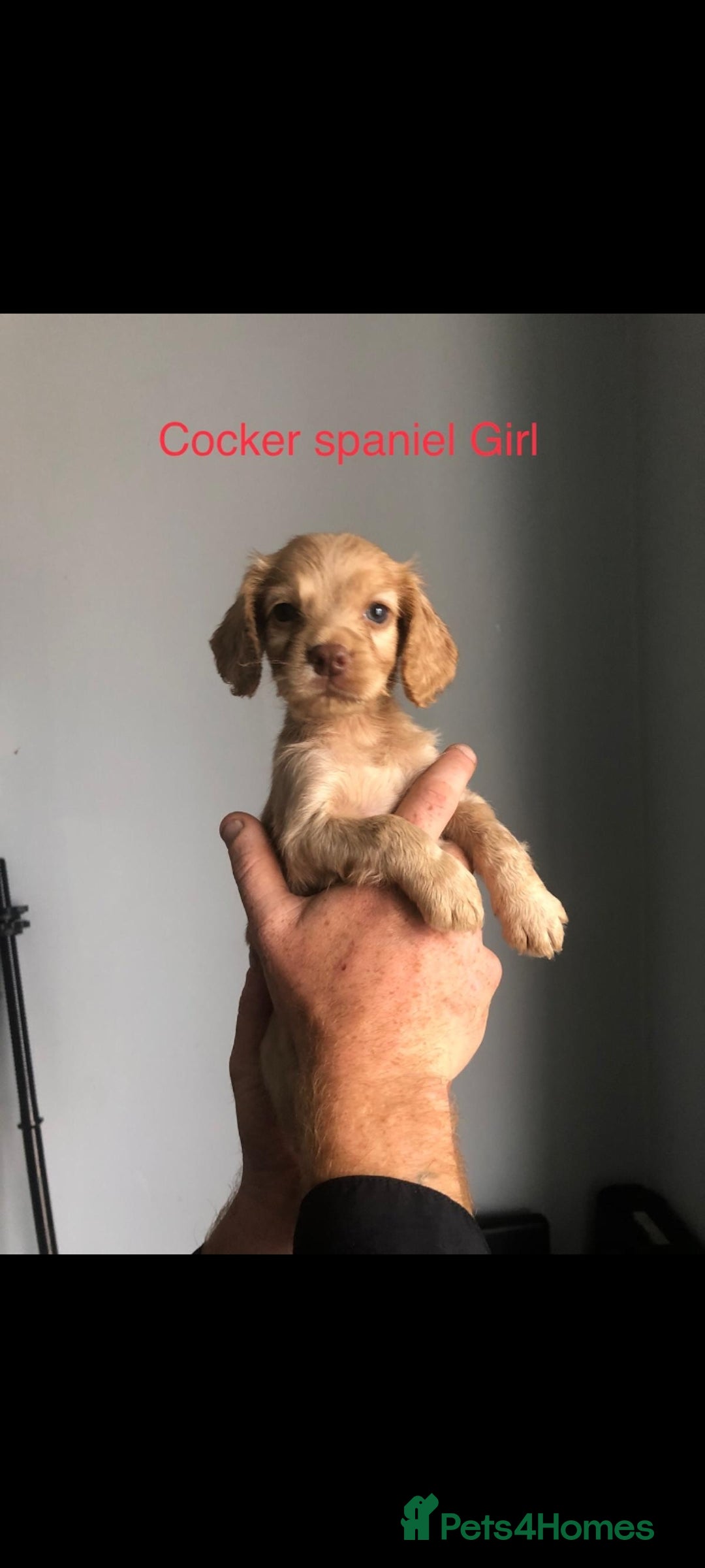 Cockapoo dogs for sale: cocker Spaniel puppies  - Image 2