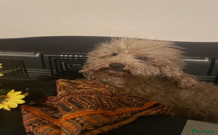 Toy Poodle dogs in Birmingham - Advert 6