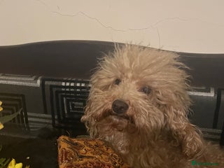 Toy Poodle dogs in Birmingham - Advert 25