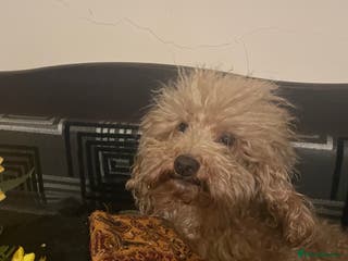Toy Poodle dogs red toy poodle kc registered super small only 2 kg in Birmingham - Advert 22