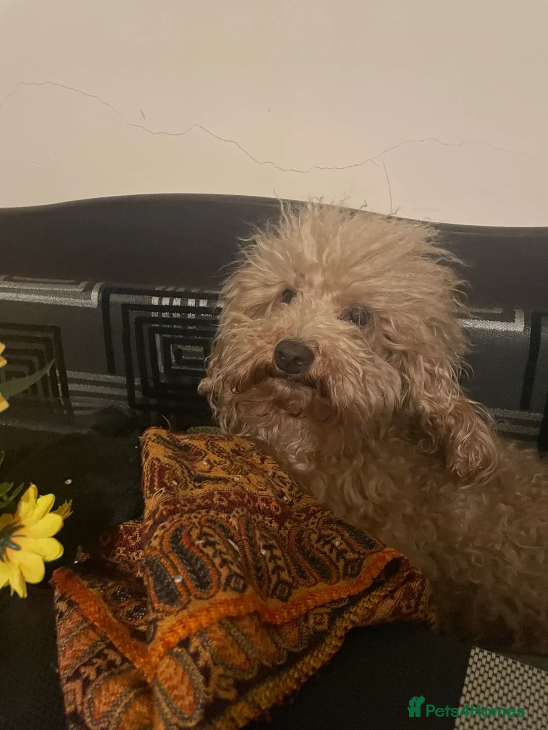 Toy Poodle dogs for stud: red toy poodle kc registered super small only 2 kg in Birmingham - Advert 1