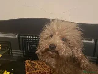 Toy Poodle dogs red toy poodle kc registered super small only 2 kg in Birmingham - Advert 1