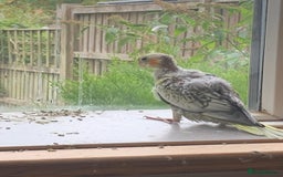 Cockatiels birds for sale: Gorgeous Baby Cockatiels  - Image 7