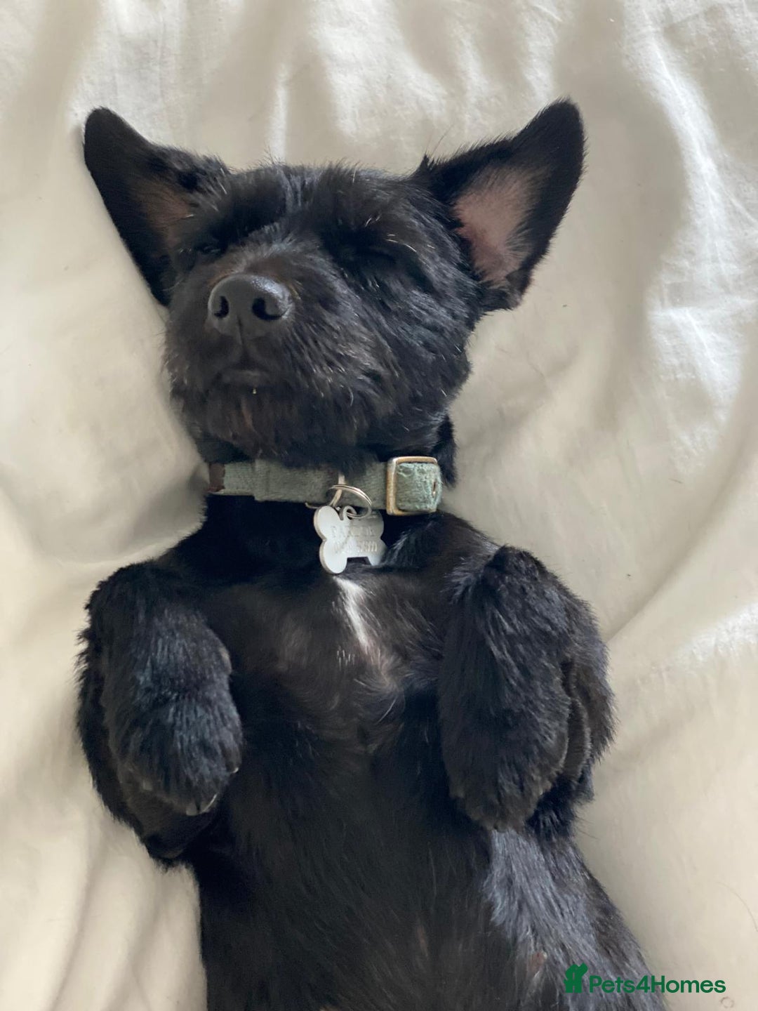 Mixed Breed dogs for sale: Lady - loving terrier great with kids  - Advert 5