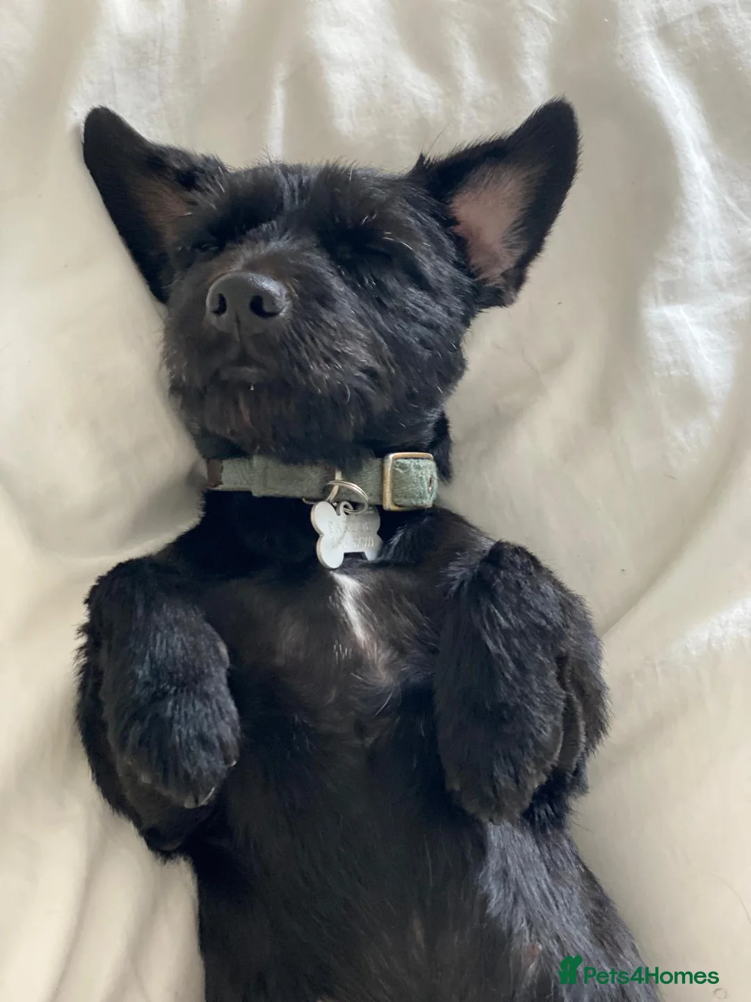 Mixed Breed dogs for sale: Lady - Patterdale x Yorkshire Terrier  - Advert 5