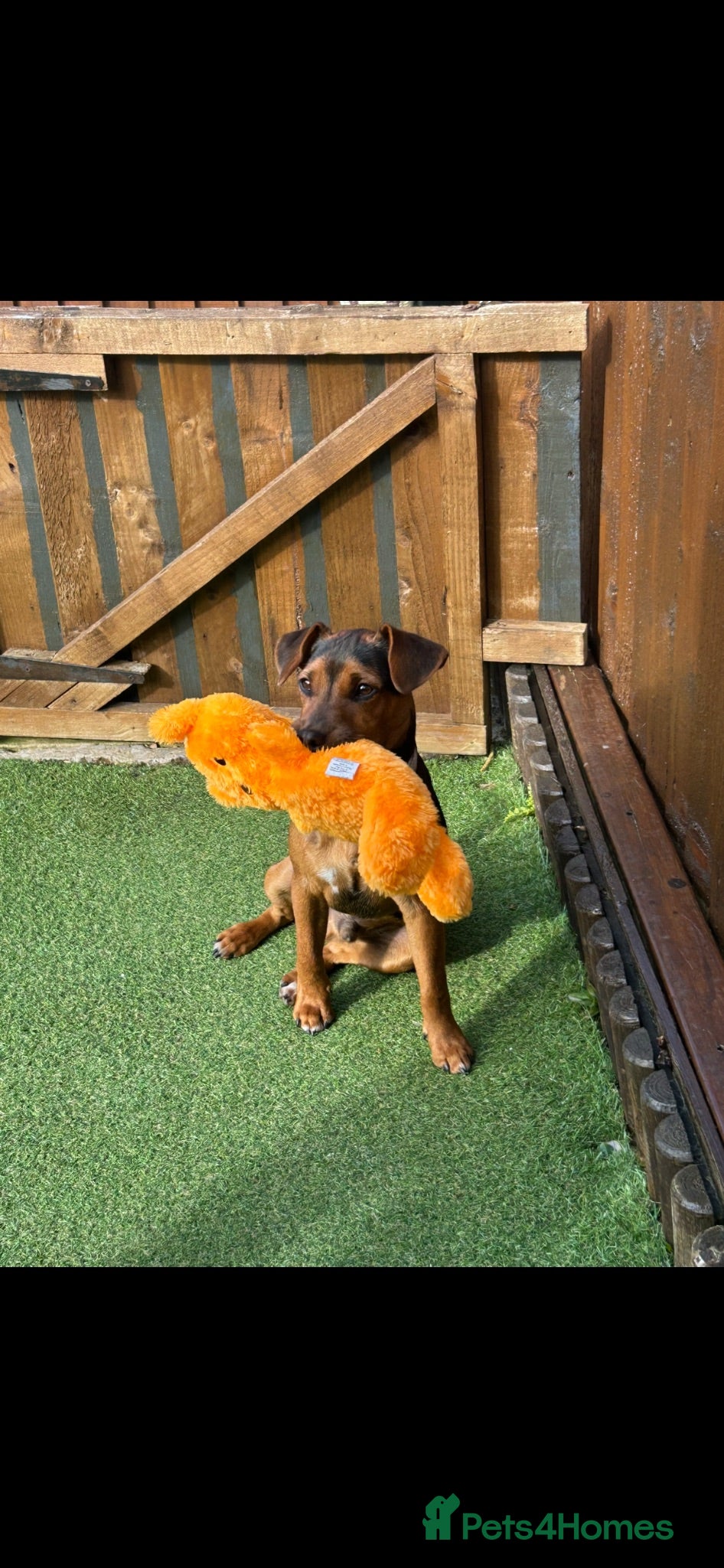 Mixed Breed dogs Jack Russell cross  - Advert 1