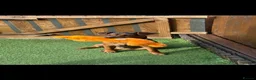 Mixed Breed dogs for sale: Jack Russell cross  - Advert 1