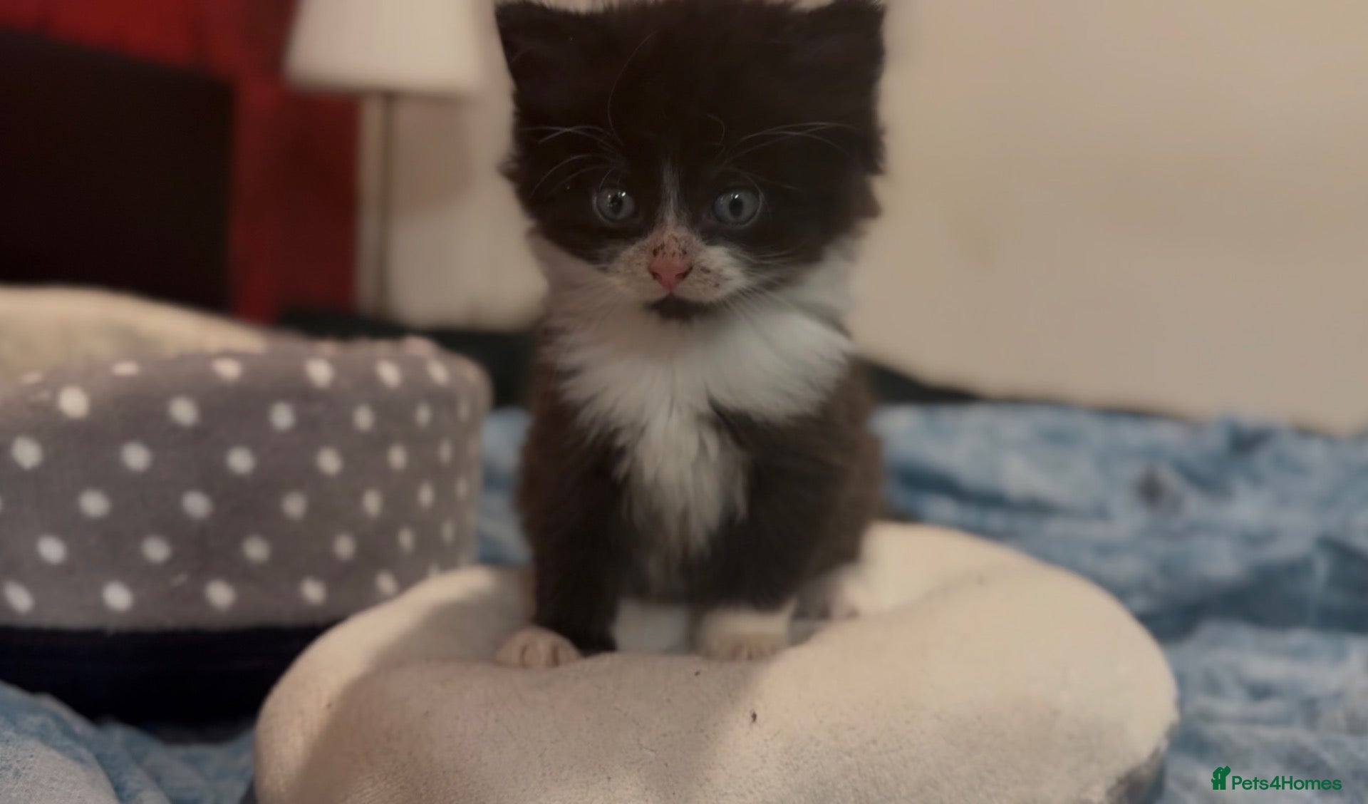 Mixed Breed cats Stunning Felix BLH - Advert 2