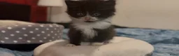 Mixed Breed cats for sale: “ **  Paws” in Manchester - Advert 4
