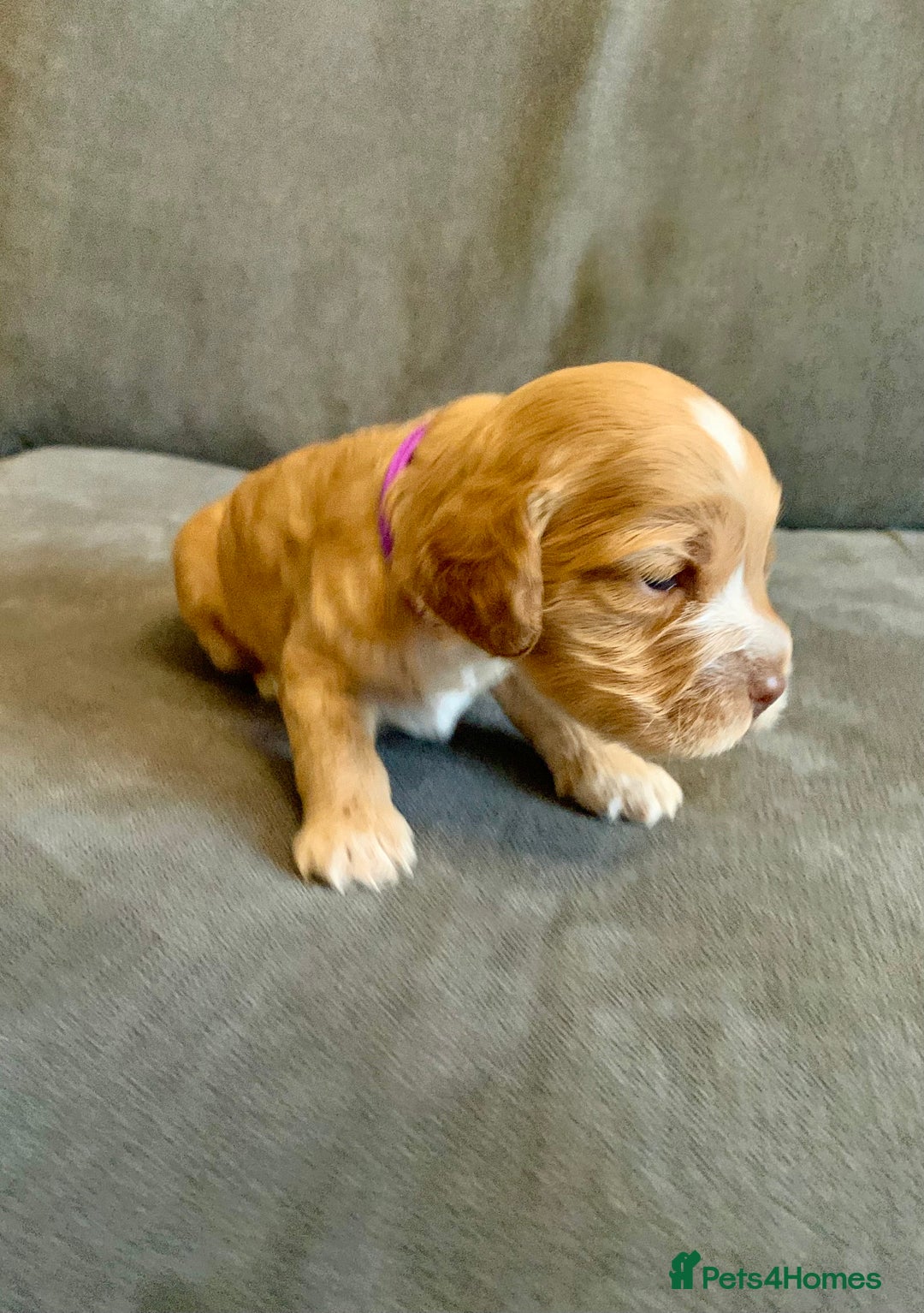 Cockapoo dogs for sale: Cockapoo F1b - Advert 20