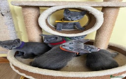 Russian Blue cats for sale: Pure Breed Russian Blue TICA registered  - Image 1